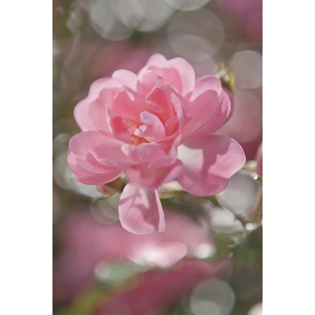 Komar Fototapete »Bouquet«