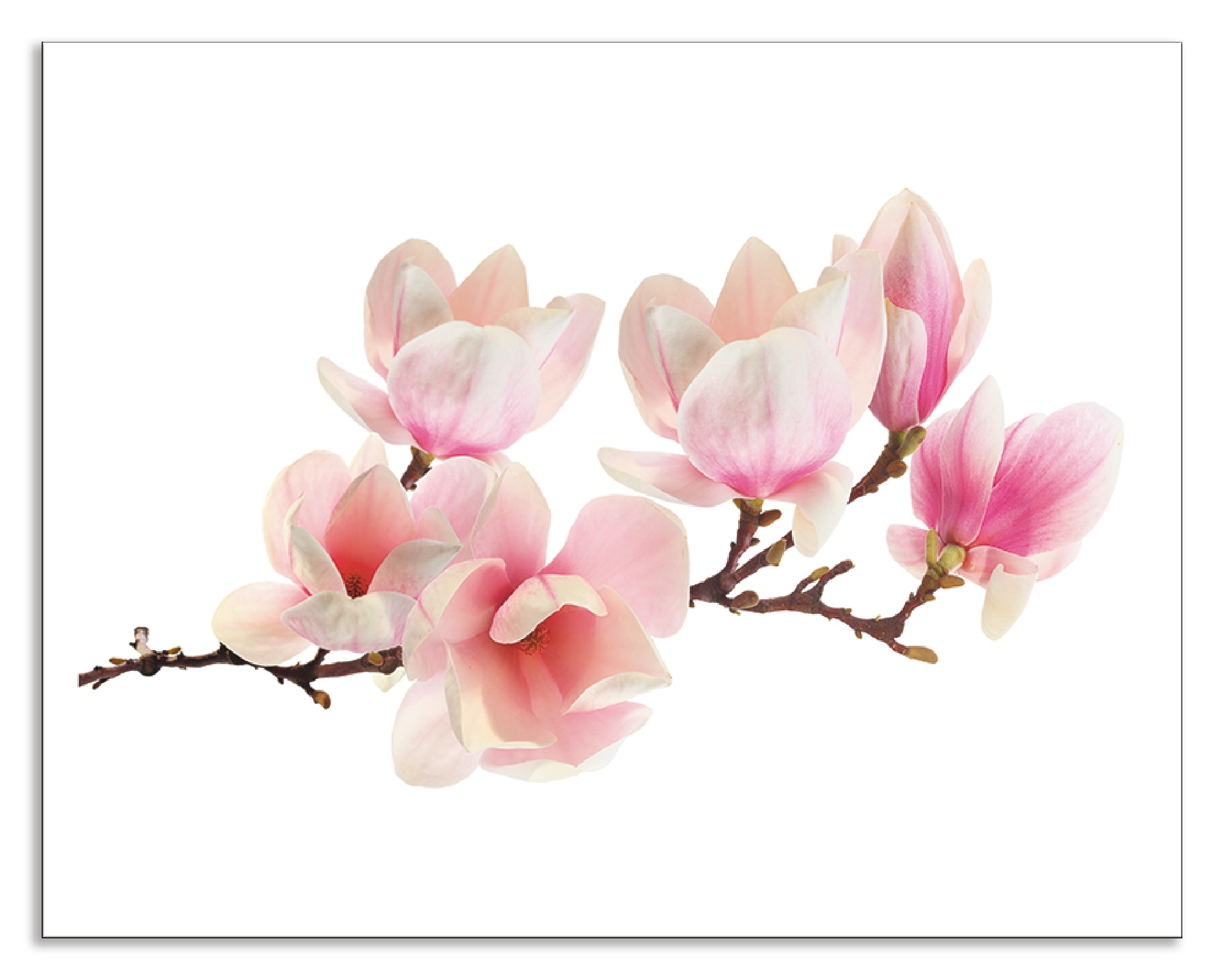 Küchenrückwand »Magnolie«, (1 tlg.), Alu Spritzschutz mit Klebeband, einfache Montage