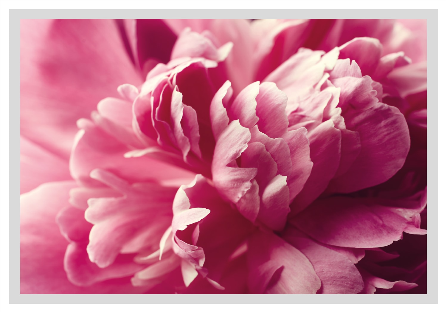 queence Bild »Andreas«, Blumen, Rosen, gerahmt