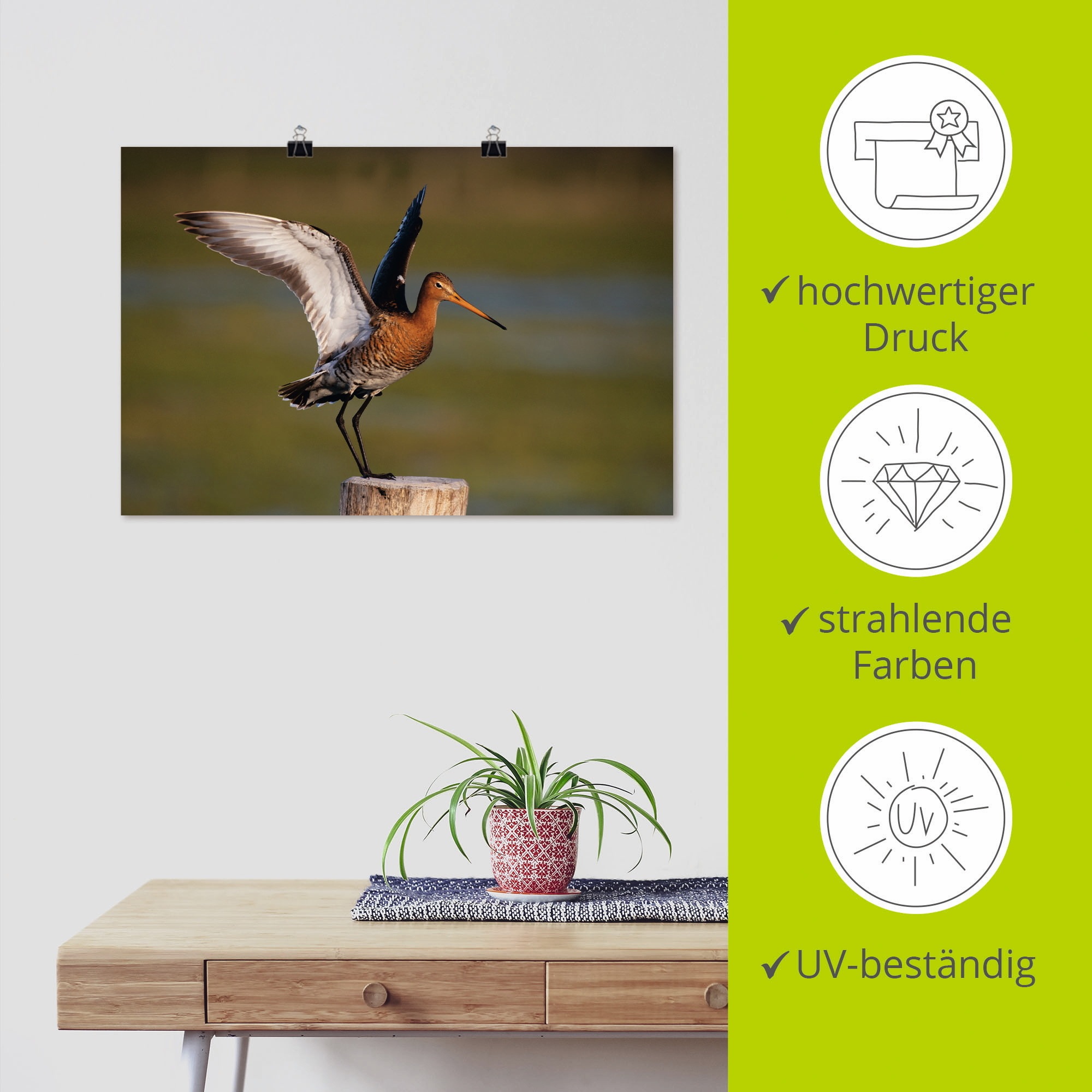 Artland Poster »Uferschnepfe im Landeanflug«, Vogelbilder, (1 St.), als Alubild, Leinwandbild, Wandaufkleber oder Poster in versch. Größen