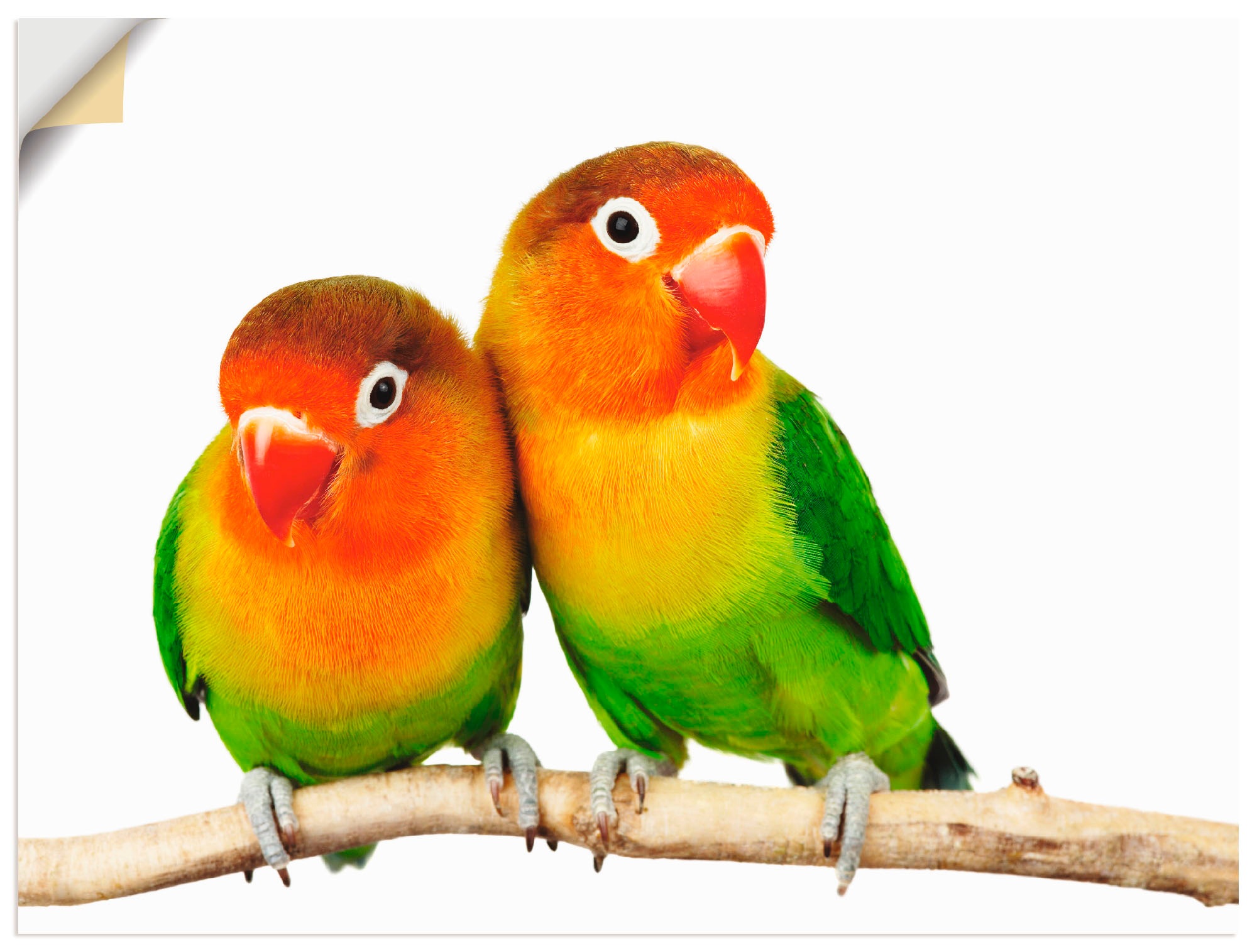 Artland Wandbild »Paar von Grauköpfchen - Papageien«, Vögel, (1 St.), in vielen Größen & Produktarten - Alubild / Outdoorbild für den Außenbereich, Leinwandbild, Poster, Wandaufkleber / Wandtattoo auch für Badezimmer geeignet