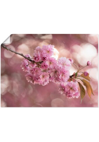 Artland Wandbild »Japanische Kirschblüte in Love III«, Blumen, (1 St.), als... kaufen