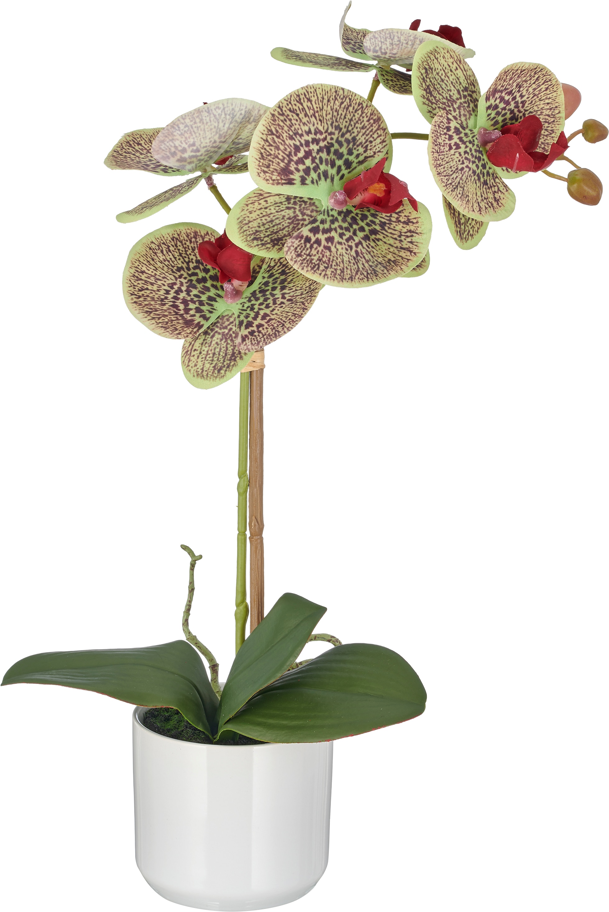 Creativ green Kunstorchidee »Phalaenopsis« mit Real-Touch-Blüten