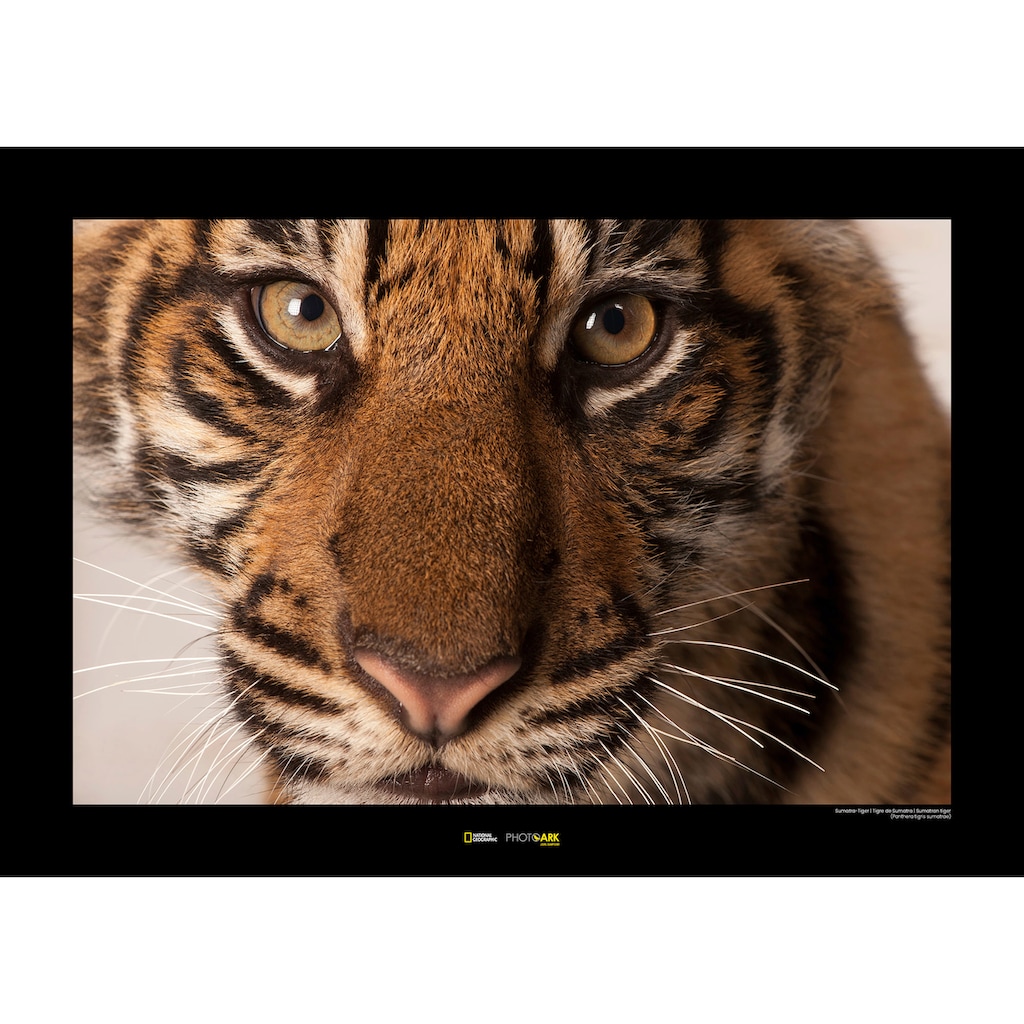 Komar Poster »Sumatran Tiger Portrait«, Tiere