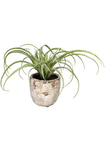 Creativ green Künstliche Zimmerpflanze »Aloe arborescens«, (1 St.), im Zementtopf kaufen