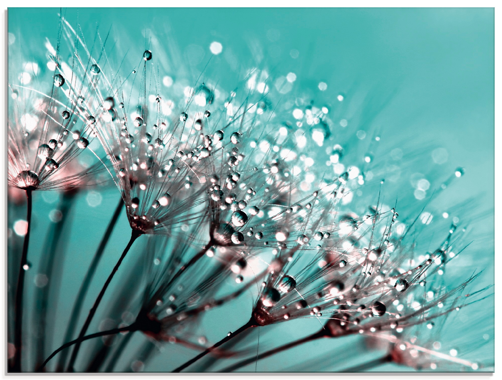 Artland Glasbild »Glitzernde Pusteblume I«, in verschiedenen Größen Blumen, bestellen OTTO St.), (1 online bei