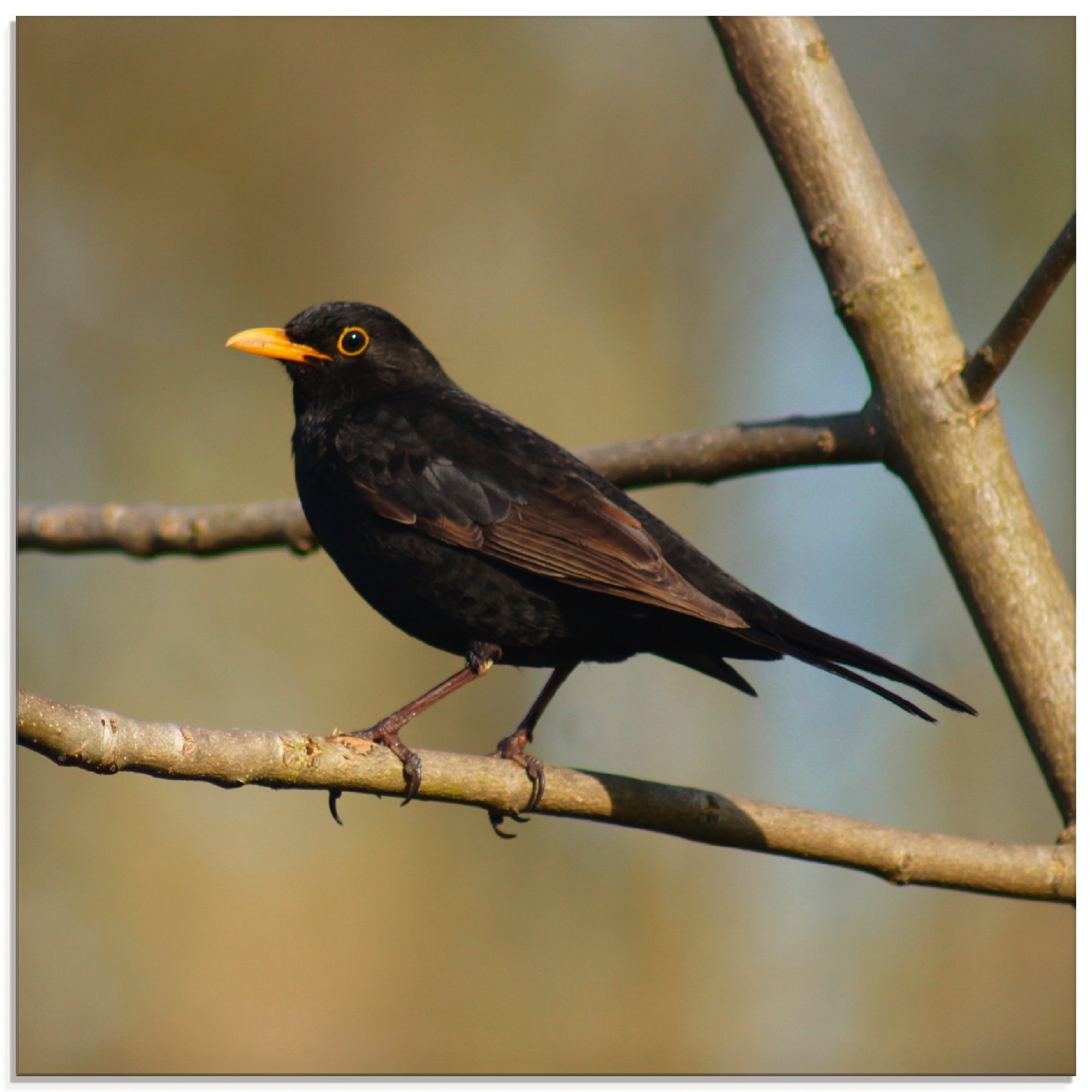 Artland Glasbild »Amsel«, Vögel, (1 St.), in verschiedenen Größen