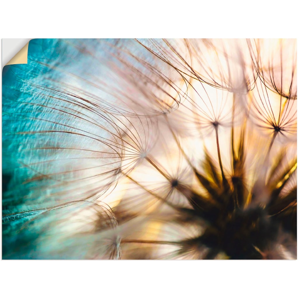 Artland Wandbild »Pusteblume Makro abstrakt«, Blumen, (1 St.)