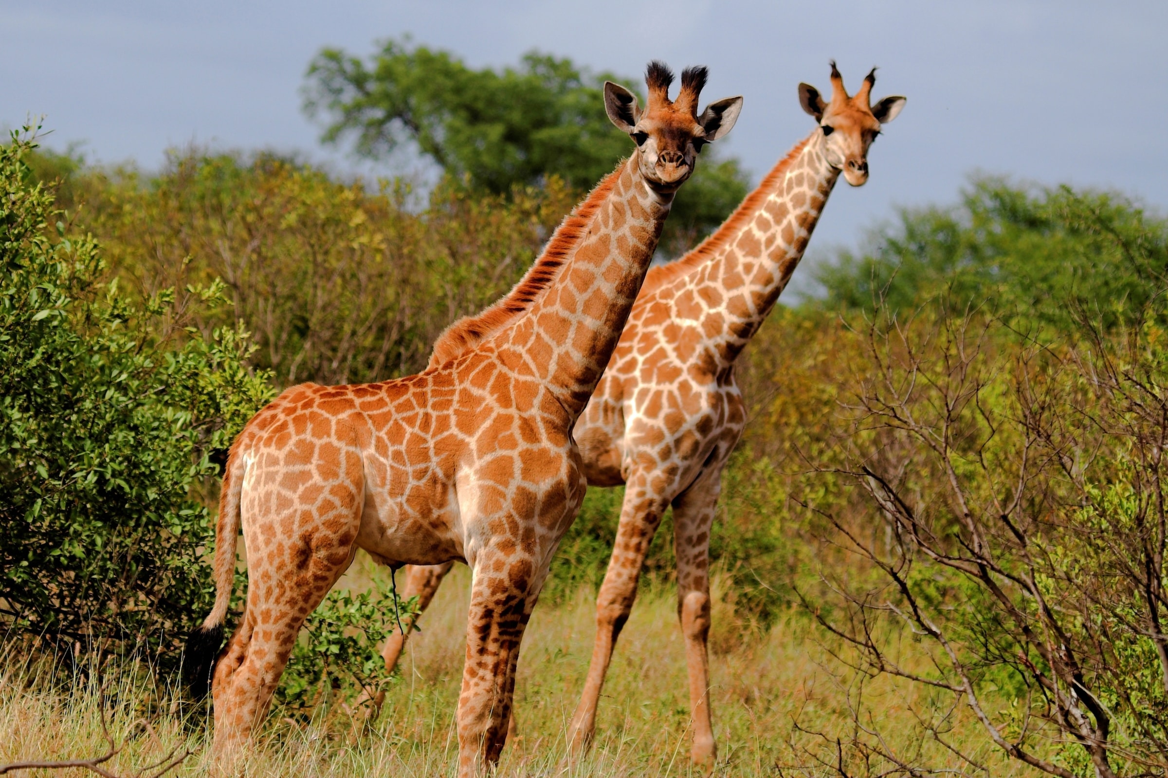 Papermoon Fototapete »GIRAFFE-TIERE AFRIKA SAVANNE STEPPE SAHARA BÄUME NATUR«
