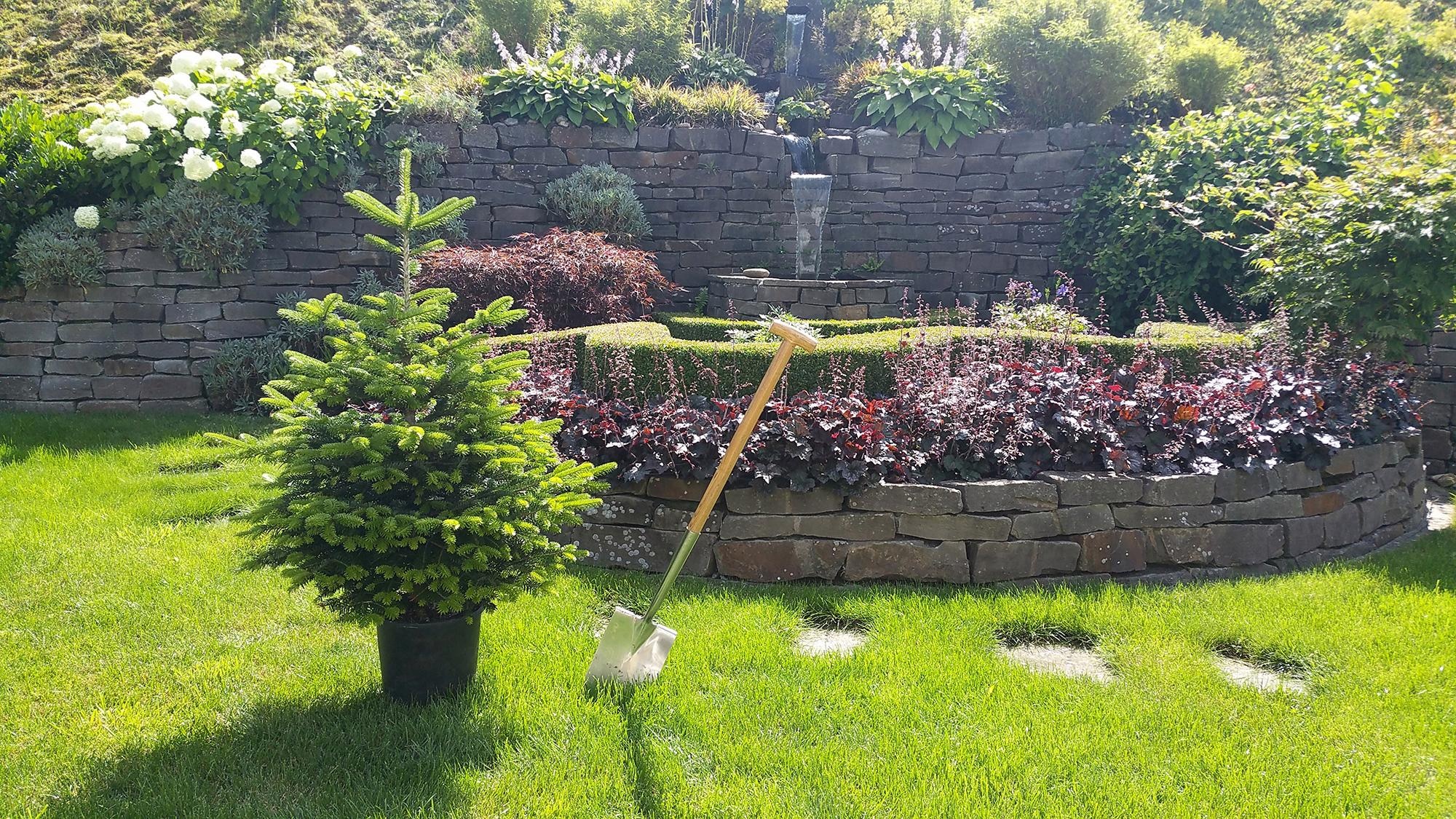 Weihnachtsbaumland Echter Weihnachtsbaum »Echte Nordmanntanne zum Einpflanzen, Weihnachtsdeko aussen« im Topf gewachsen