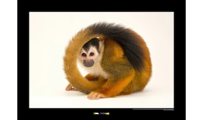 Komar Poster »Central American Squirrel Monkey«, Tiere, Höhe: 40cm kaufen