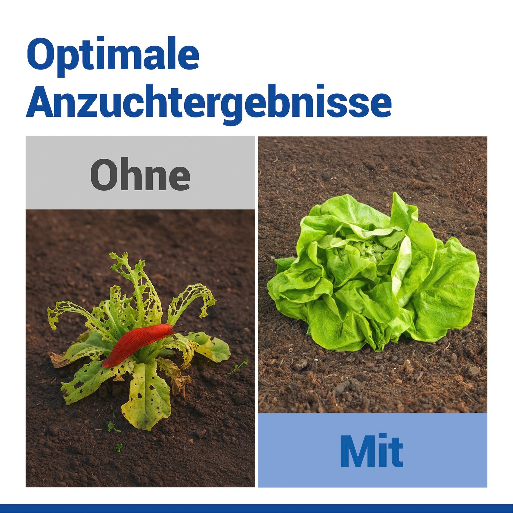 Maximex Pflanzenschutzdach »6 Stück Pflanzenhut« schützt Setzlinge vor Witterung & Schädlingen, für Beet & Hochbeet