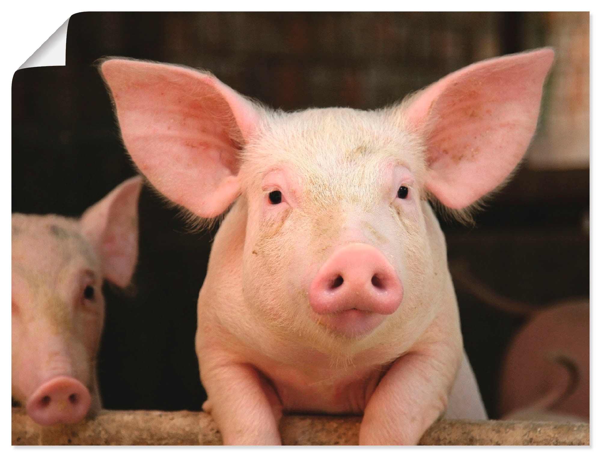 Artland Wandbild »Vorwitziges Schwein«, Haustiere, (1 St.), als Alubild, Leinwandbild,... kaufen