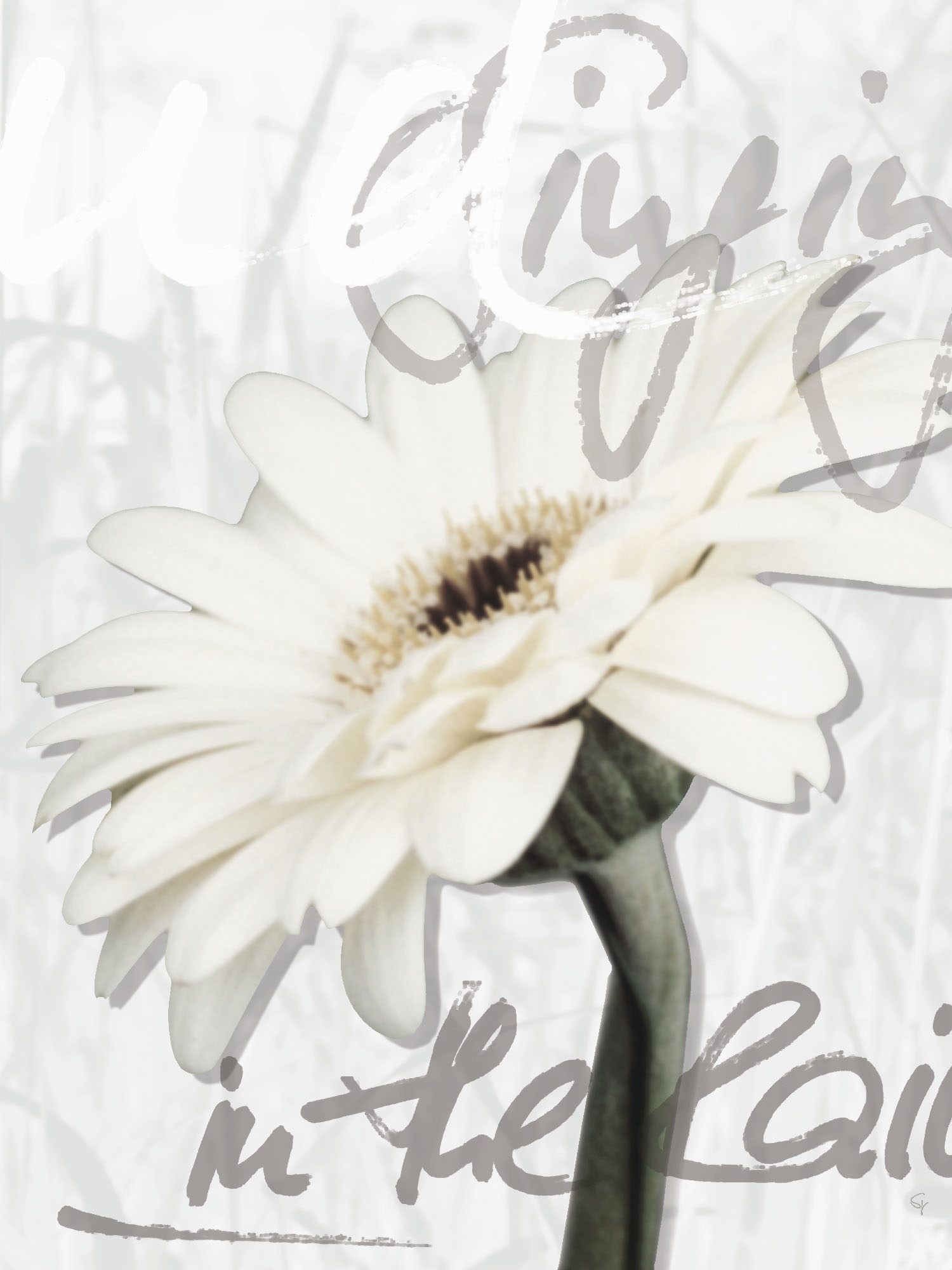 Artland Wandbild »Gerbera«, Blumenbilder, (1 St.), als Leinwandbild, Poster, Wandaufkleber in verschied. Größen