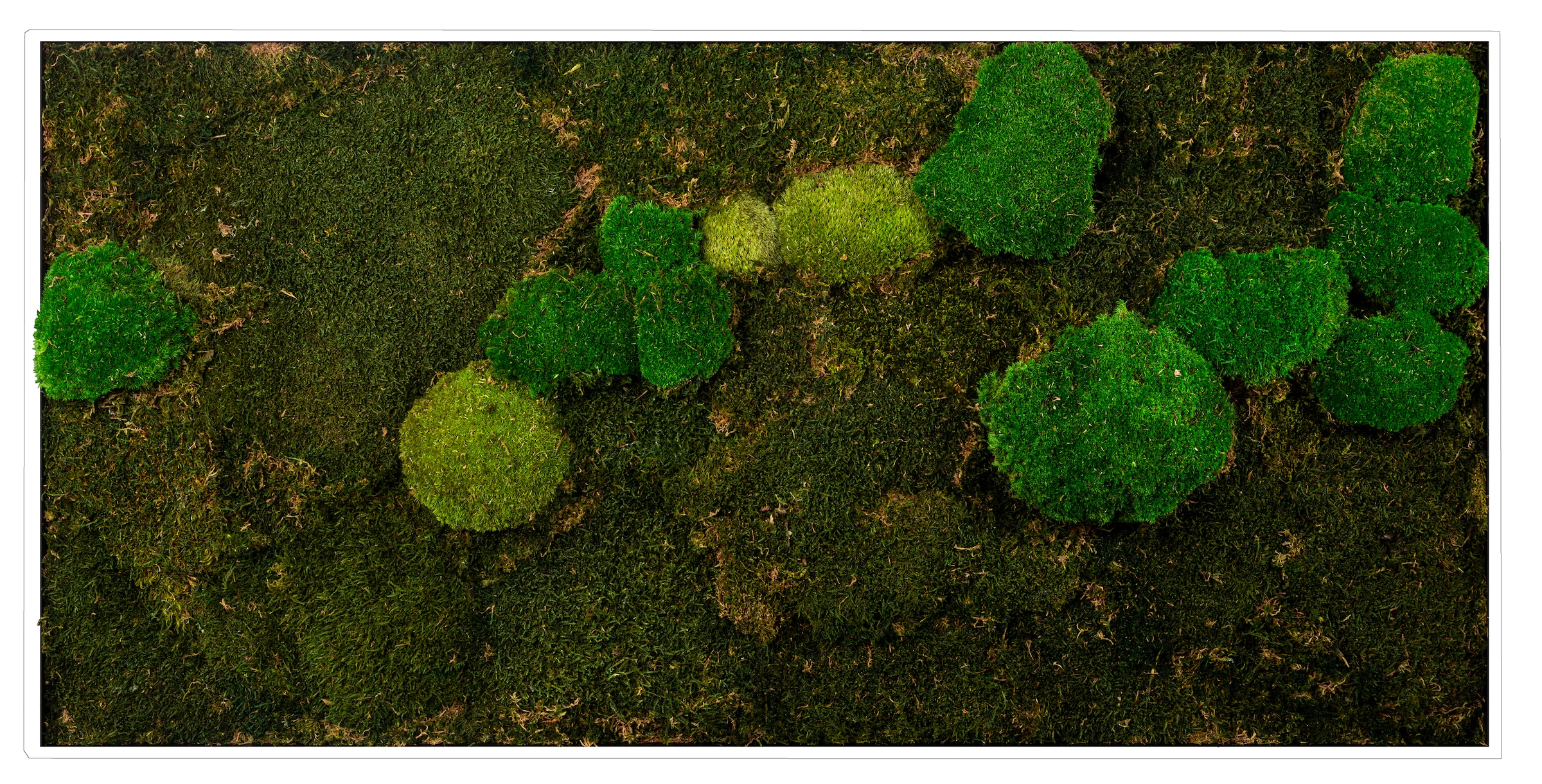 Bönninghoff Bild mit Rahmen »Mixmoos«, Natur, (1 St.), jedes Bild ein Unikat, BxH: 120x60 cm