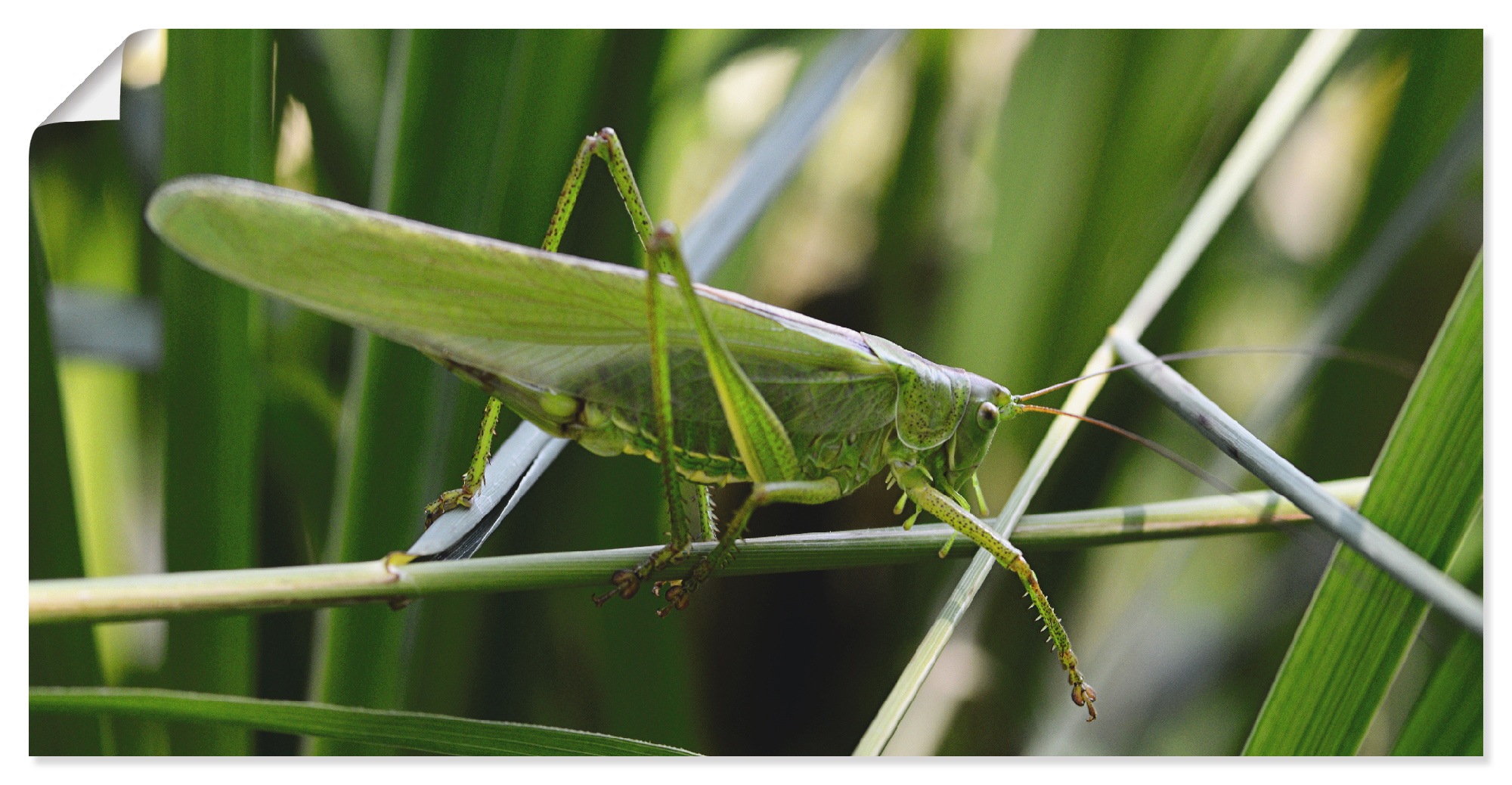 Artland Wandbild »Heupferd«, Insekten, (1 St.), in vielen Größen & Produktarten - Alubild / Outdoorbild für den Außenbereich, Leinwandbild, Poster, Wandaufkleber / Wandtattoo auch für Badezimmer geeignet