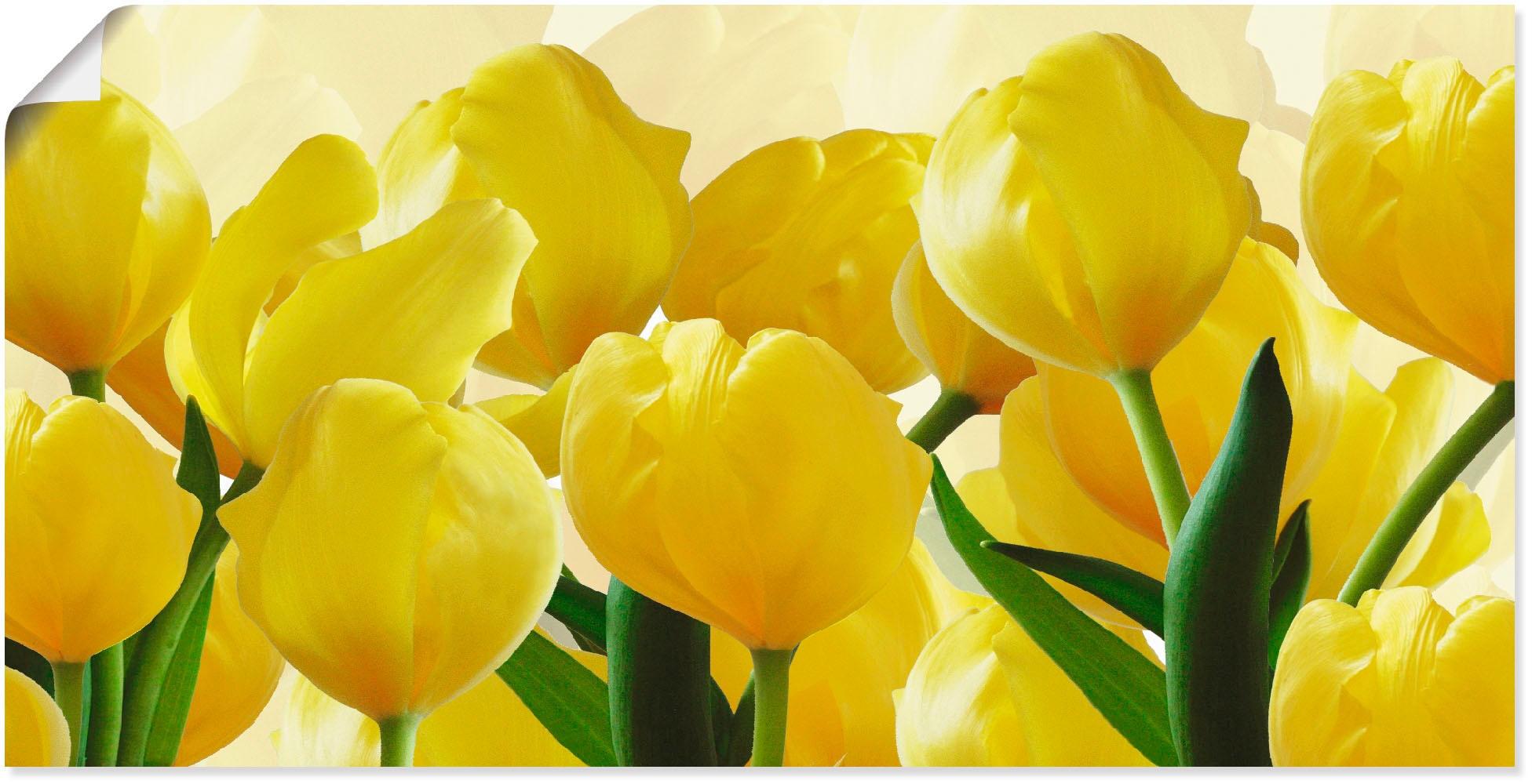 Artland Wandbild »Tulpenfeld kaufen Leinwandbild, verschied. in Größen gelb«, St.), online (1 Poster als OTTO bei Blumen