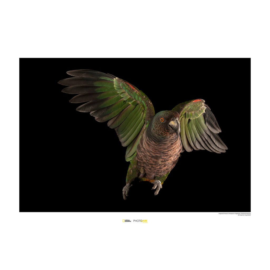 Komar Poster »Imperial Parrot«, Tiere