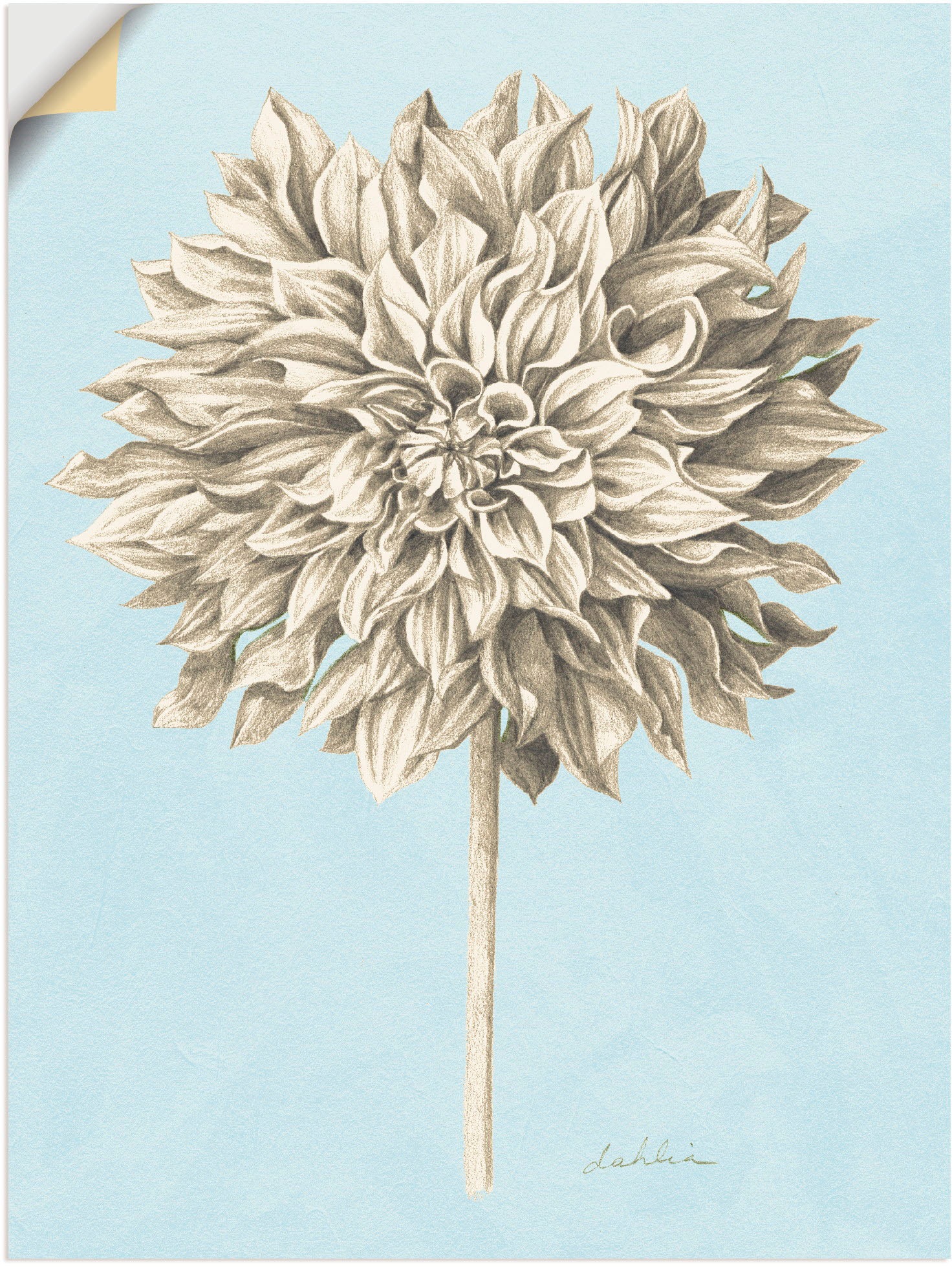 Artland Wandbild »Grafische Blumenlehre III«, Blumen, (1 St.), in vielen Größen & Produktarten - Alubild / Outdoorbild für den Außenbereich, Leinwandbild, Poster, Wandaufkleber / Wandtattoo auch für Badezimmer geeignet