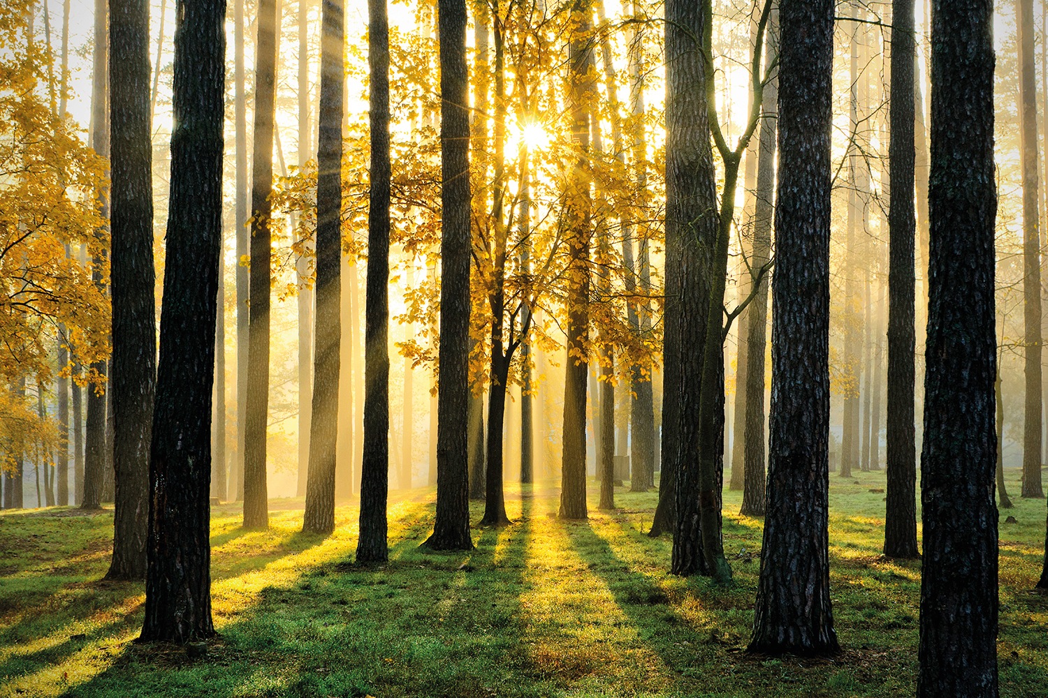 Papermoon Fototapete »Sunny Forest«