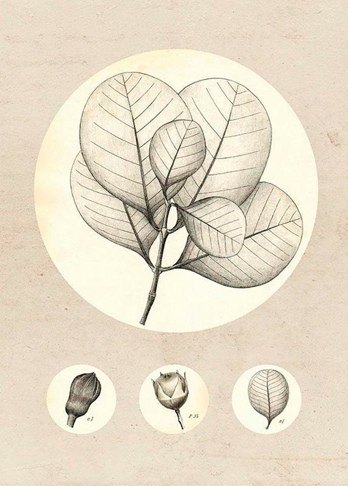 Komar Bild »Transparent Leaf«, Pflanzen-Blätter, (1 St.), Wandbild zur Dekoration - ohne Rahmen