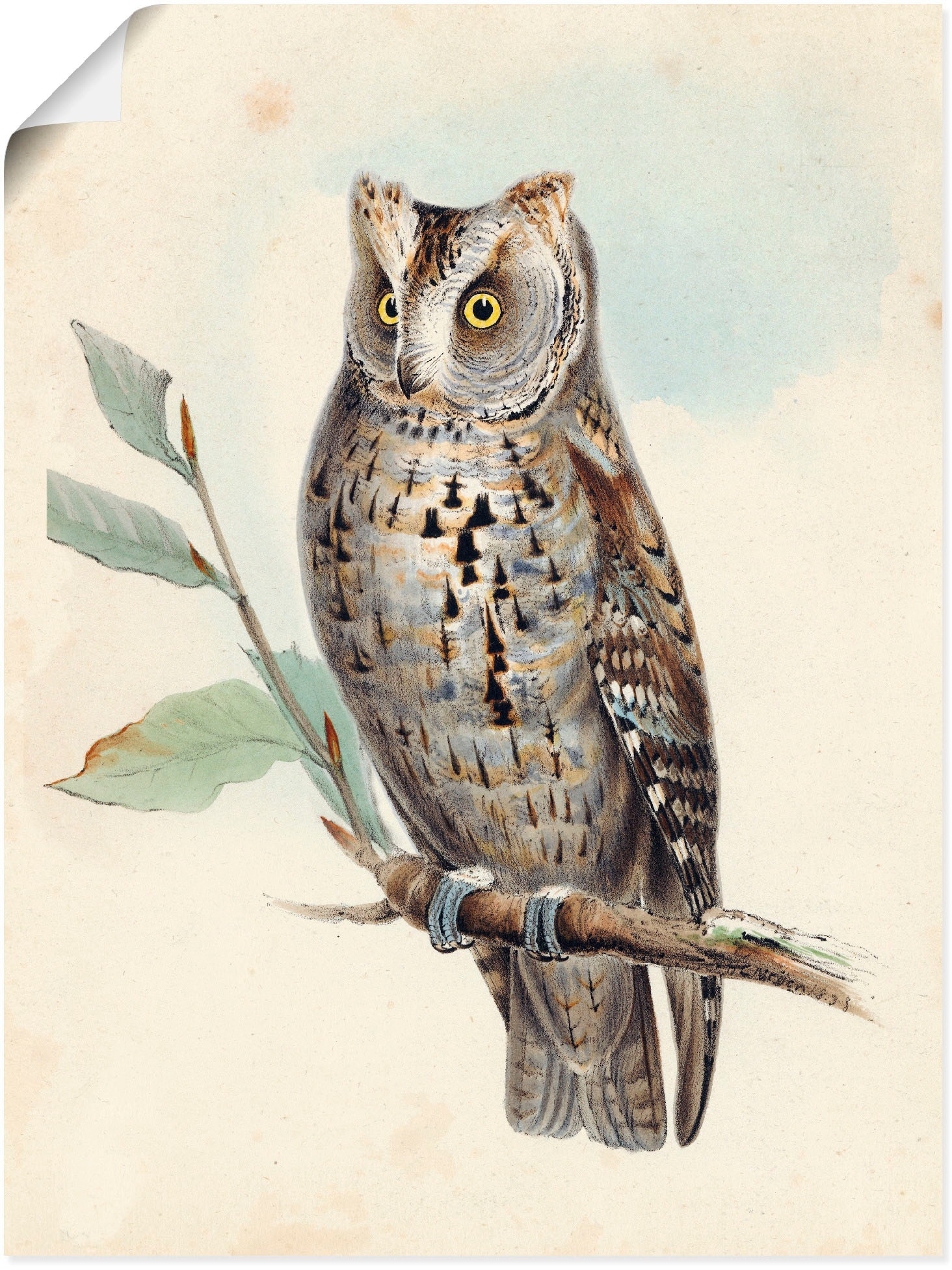 Artland Wandbild »Löffelohren Eule«, Vögel, (1 St.), in vielen Größen & Produktarten - Alubild / Outdoorbild für den Außenbereich, Leinwandbild, Poster, Wandaufkleber / Wandtattoo auch für Badezimmer geeignet