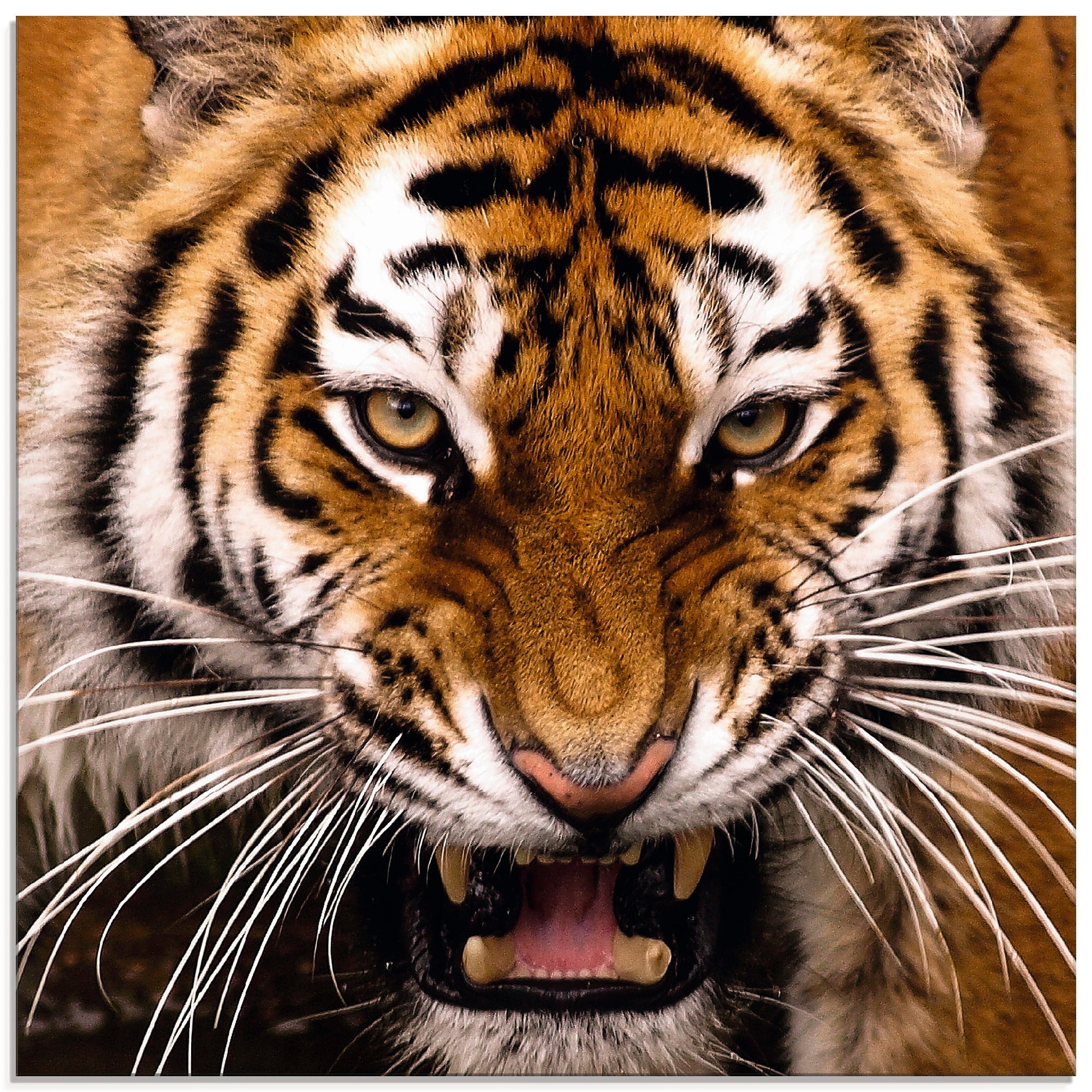 Glasbild »Tiger Kopf«, Wildtiere, (1 St.), in verschiedenen Größen