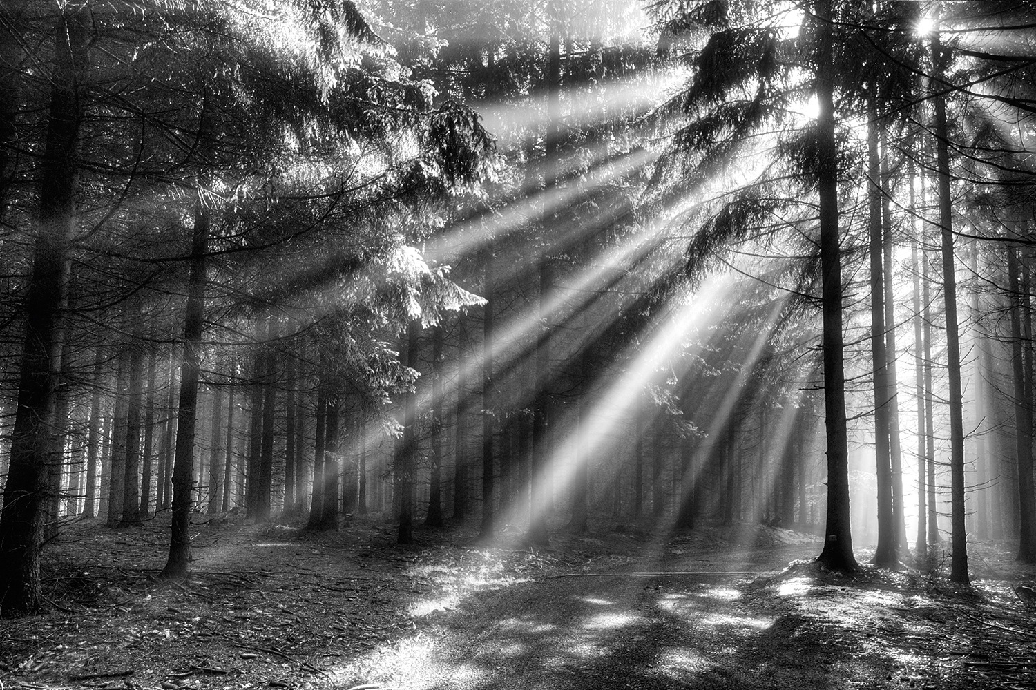 Papermoon Fototapete »Wood Glade«