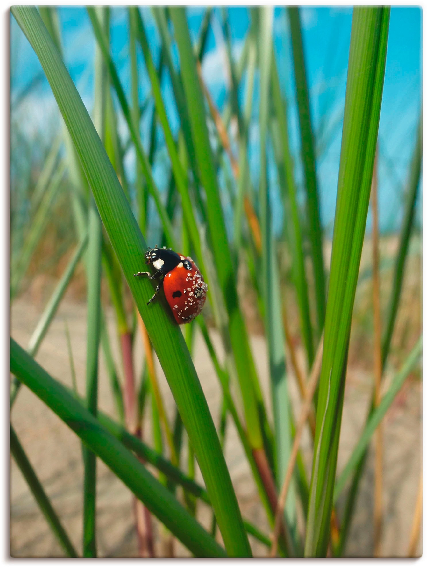 Artland Wandbild »Marienkäfer, Klettermaxe in der Düne«, Insekten, (1 St.), in vielen Größen & Produktarten -Leinwandbild, Poster, Wandaufkleber / Wandtattoo auch für Badezimmer geeignet