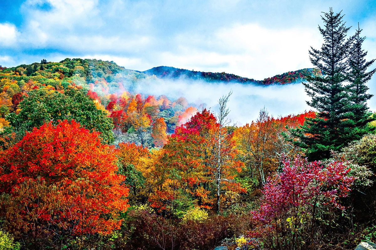 Papermoon Fototapete »Bunter Wald«