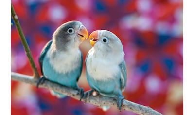 Fototapete »Love Birds«