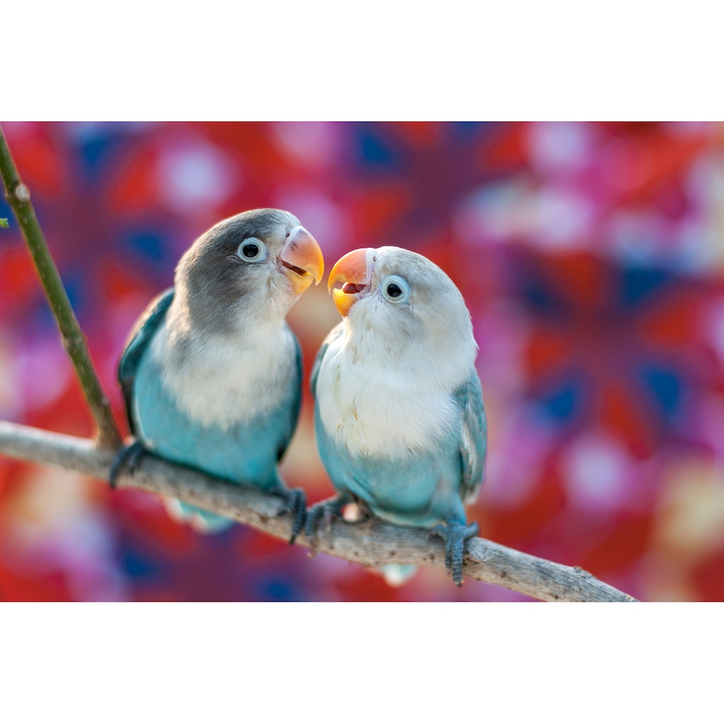 Papermoon Fototapete »Love Birds«