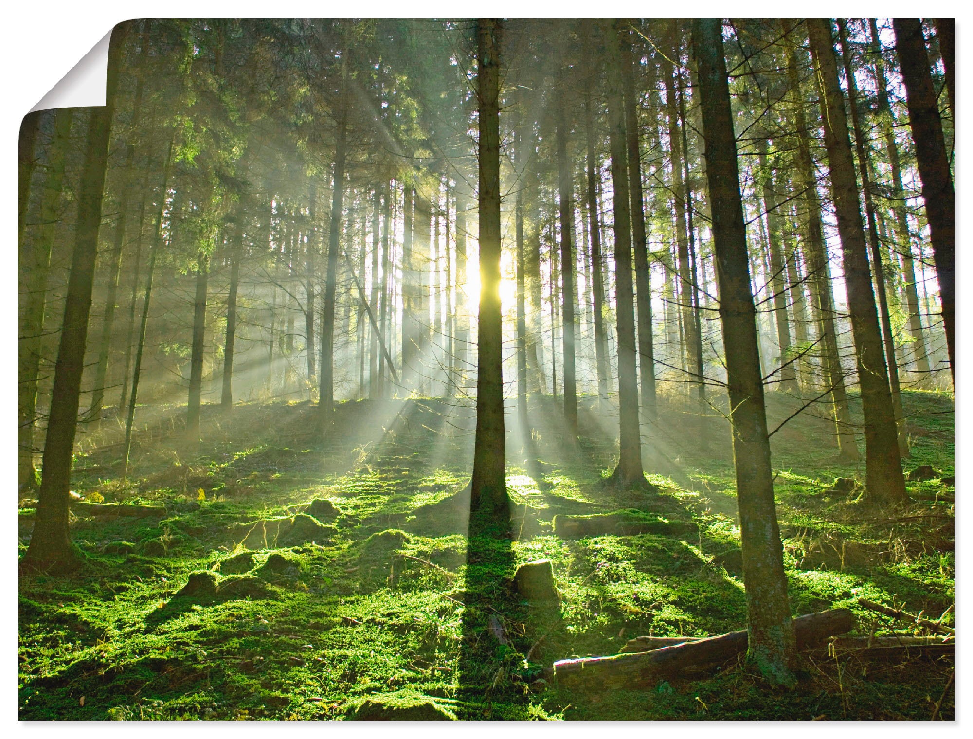 Wald, Wandaufkleber Wandbild Größen als in Poster bei im »Wald Artland Leinwandbild, Gegenlicht«, (1 OTTO oder Alubild, versch. St.),