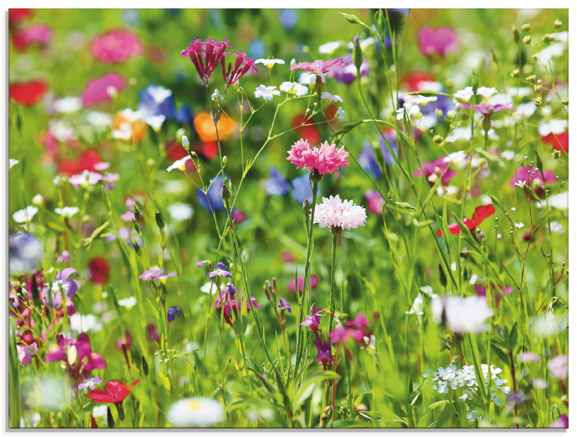 Artland Glasbild »Blumenwiese I«, Blumenwiese, (1 St.), in verschiedenen  Größen online bei OTTO