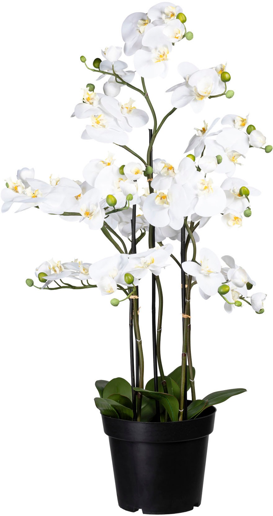 Creativ green Kunstorchidee »Phalaenopsis«