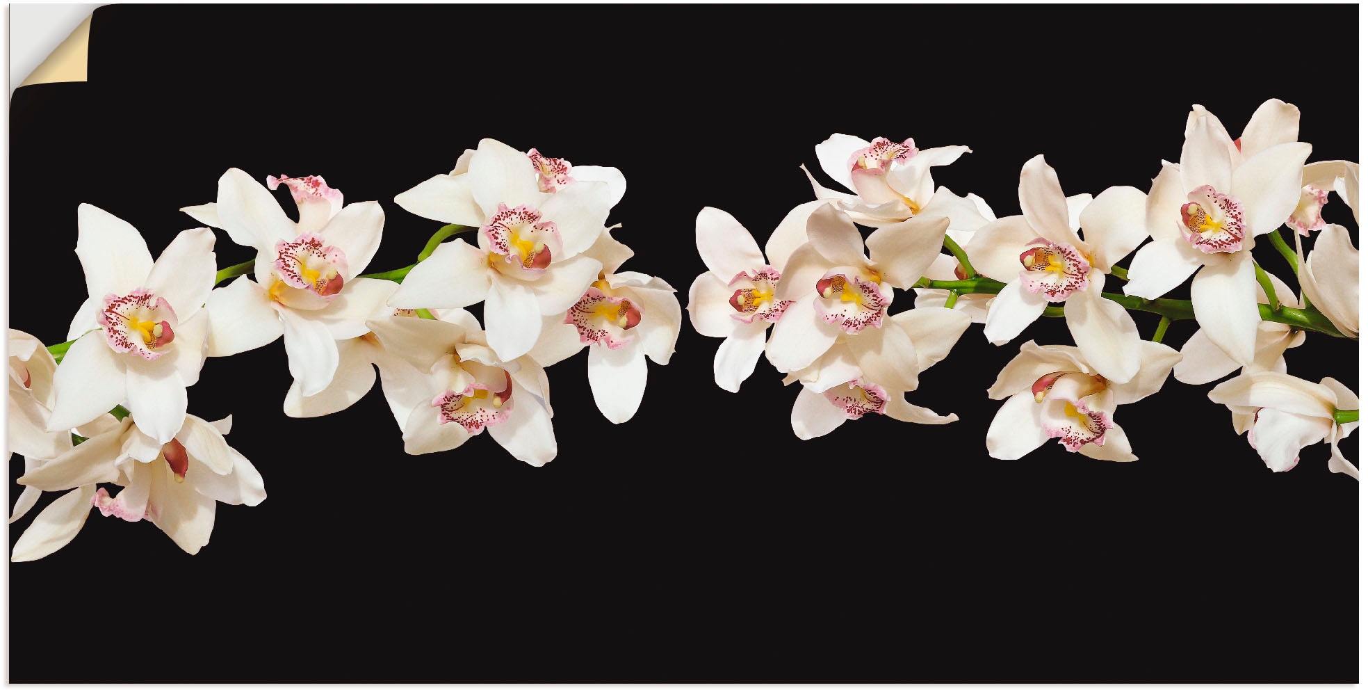 Artland Wandfolie »Weiße Orchideen«, Blumen, (1 St.), selbstklebend