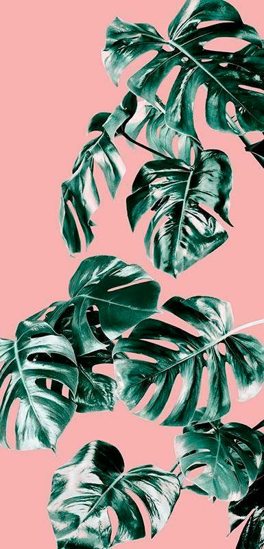 Komar Vliestapete »Monstera Rosé Panel«, 100x250 cm (Breite x Höhe), Vliestapete, 100 cm Bahnbreite