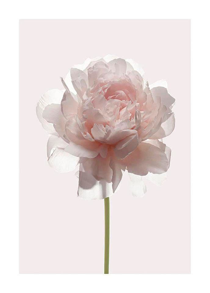 Komar Poster »Rose«, Blumen, (1 St.), Kinderzimmer, Schlafzimmer, Wohnzimmer  im OTTO Online Shop