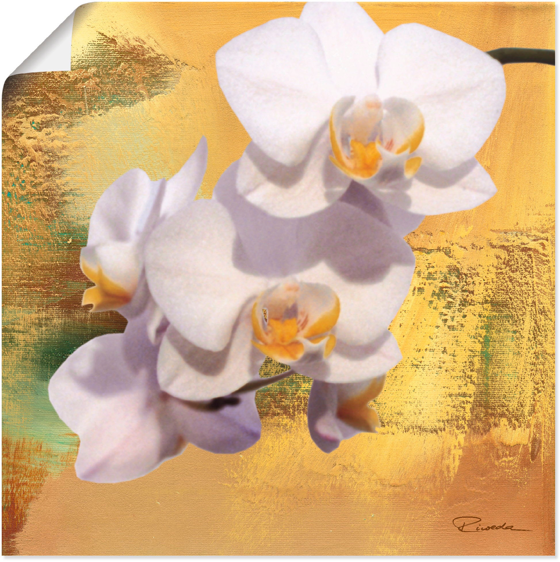 Artland Wandbild »Weiße Orchidee II«, Blumen, (1 St.), in vielen Größen & Produktarten - Alubild / Outdoorbild für den Außenbereich, Leinwandbild, Poster, Wandaufkleber / Wandtattoo auch für Badezimmer geeignet