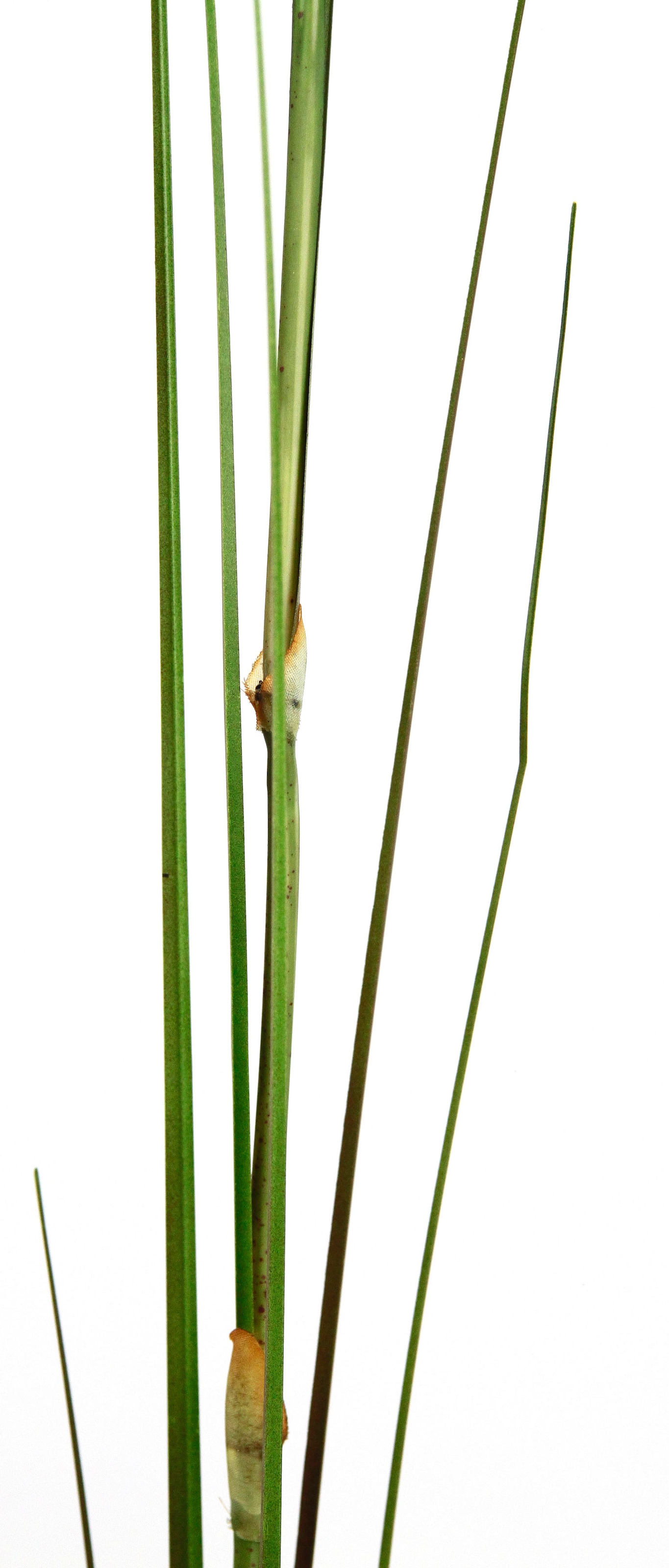 I.GE.A. Kunstpflanze »Pampas« Pampasgras, Boho, 2er Set