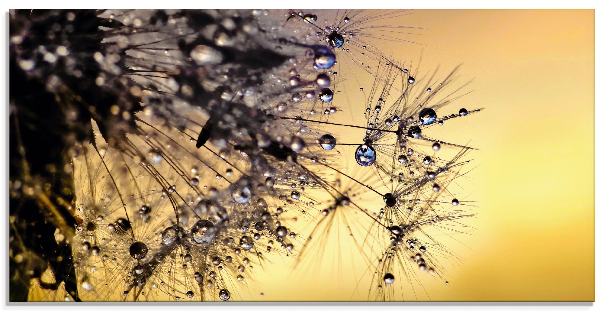 Artland Glasbild »Pusteblume mit Tautropfen benetzt«, Blumen, (1 St.), in verschiedenen  Größen im OTTO Online Shop