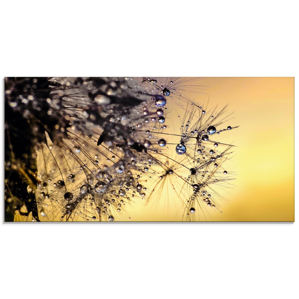 Artland Glasbild »Pusteblume mit Tautropfen benetzt«, Blumen, (1 St.)