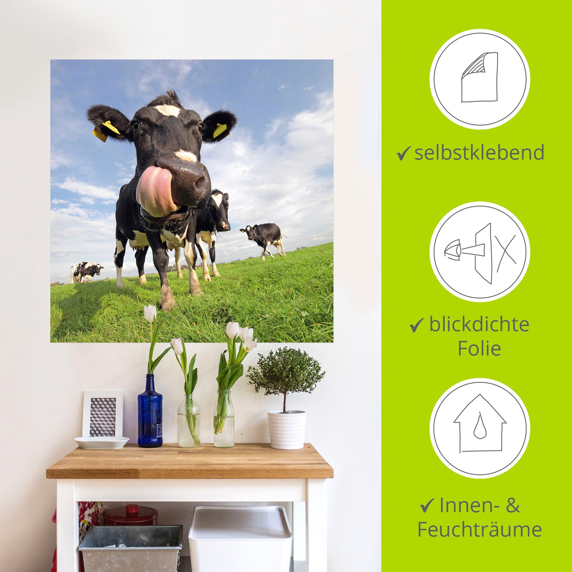 Artland Wandbild »Holstein-Kuh mit gewaltiger Zunge«, Haustiere, (1 St.), als Alubild, Outdoorbild, Leinwandbild, Poster, Wandaufkleber