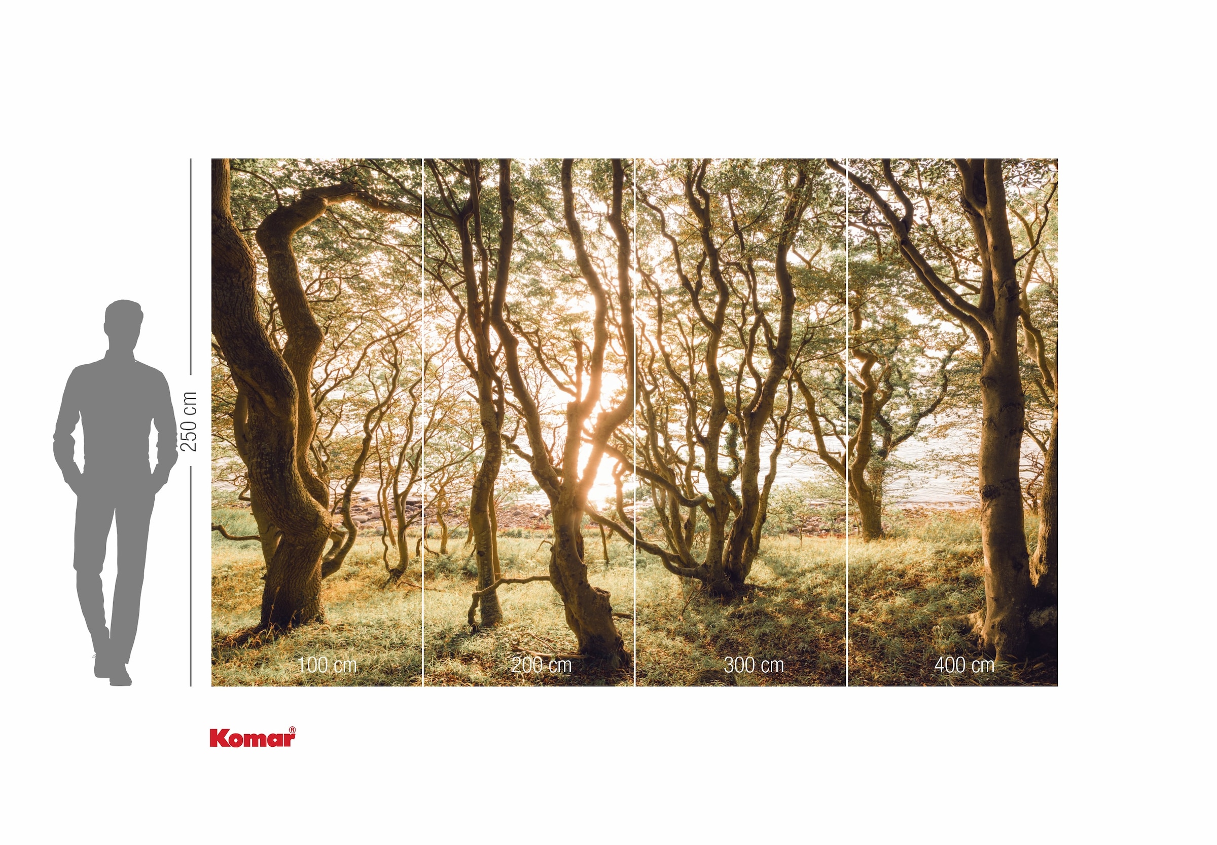Komar Fototapete »Vlies Fototapete - Bold Birch - Größe 400 x 250 cm« Motiv | bedruckt glatt