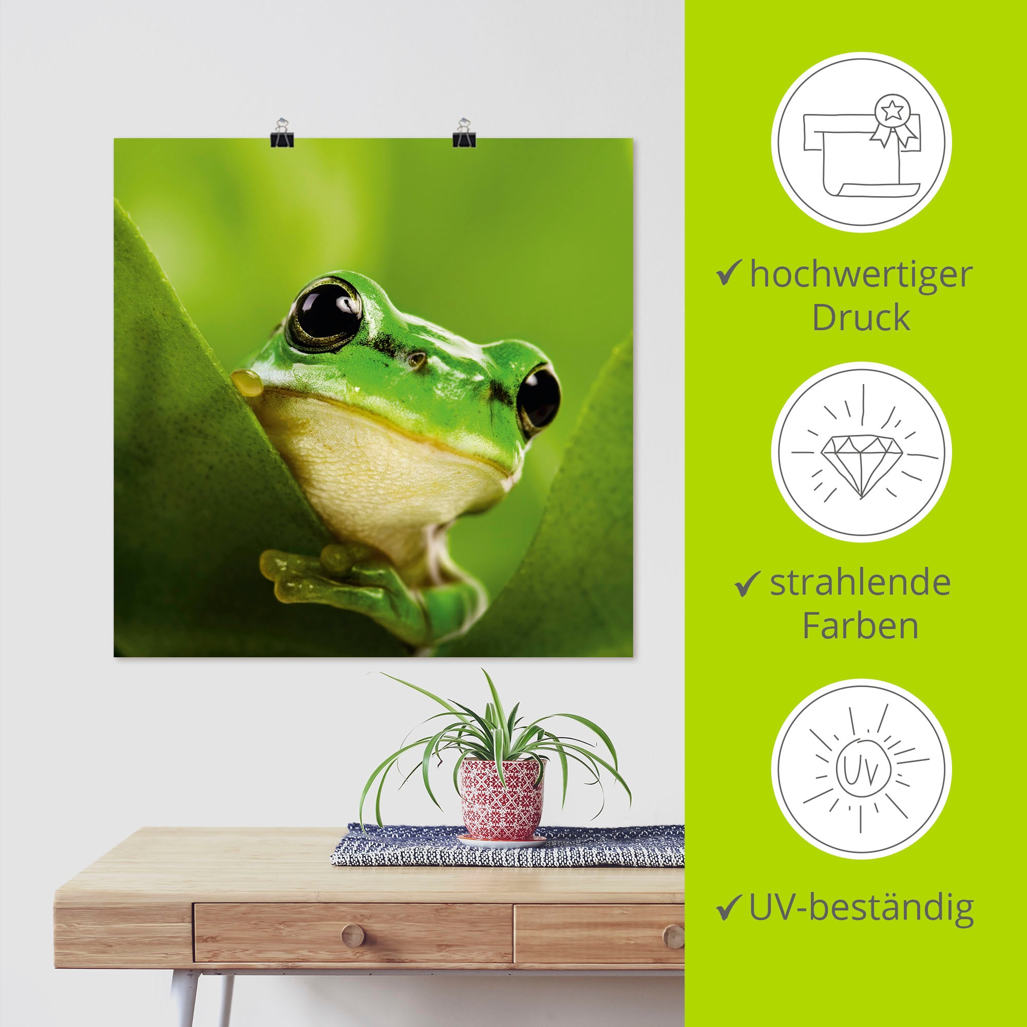 Artland Wandbild »Ausspähender Frosch« Wassertiere 1 Stk. tlg. als Leinwandbild, Poster in verschied. Größen
