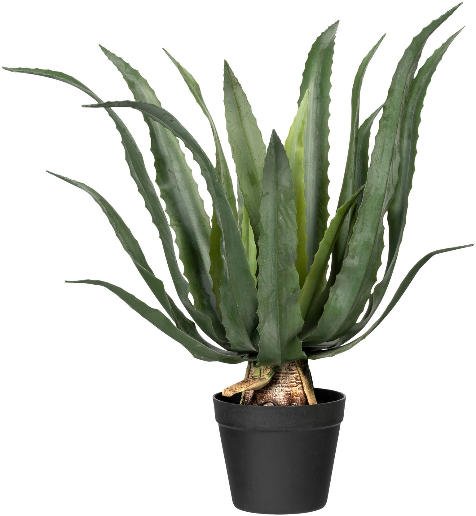 »Agave Künstliche Zimmerpflanze St.) americana«, green kaufen (1 online Creativ bei OTTO