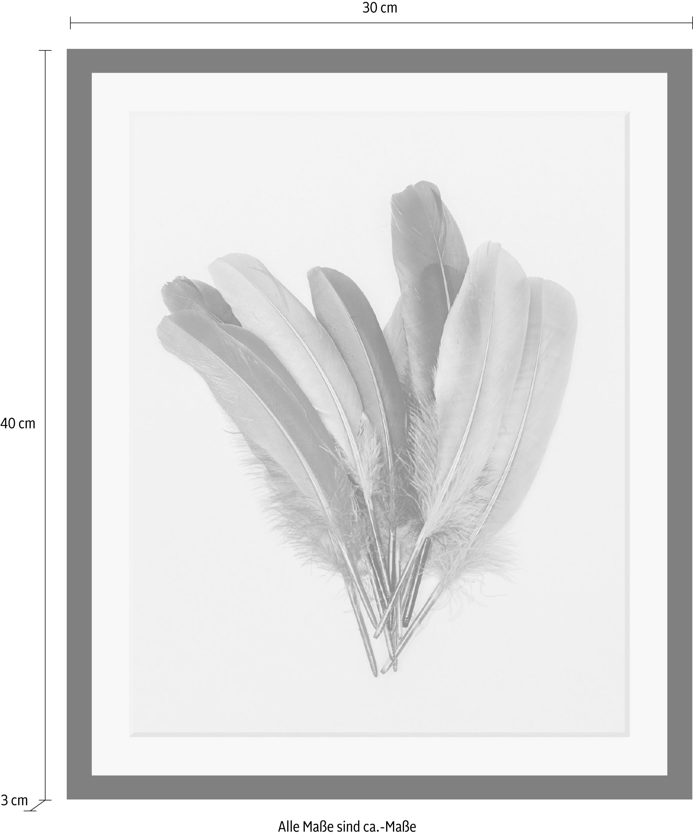 queence Bild »Federn«, Federn-Kunst, HD Premium Poster-Druck inkl. Holzrahmen