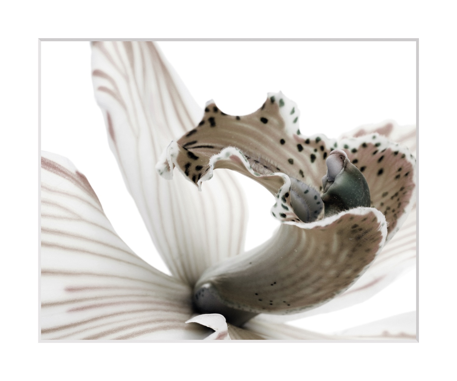 queence Bild »Herkules«, Blumen-Blumenbilder-Pflanzenbilder-Foto-Kunst