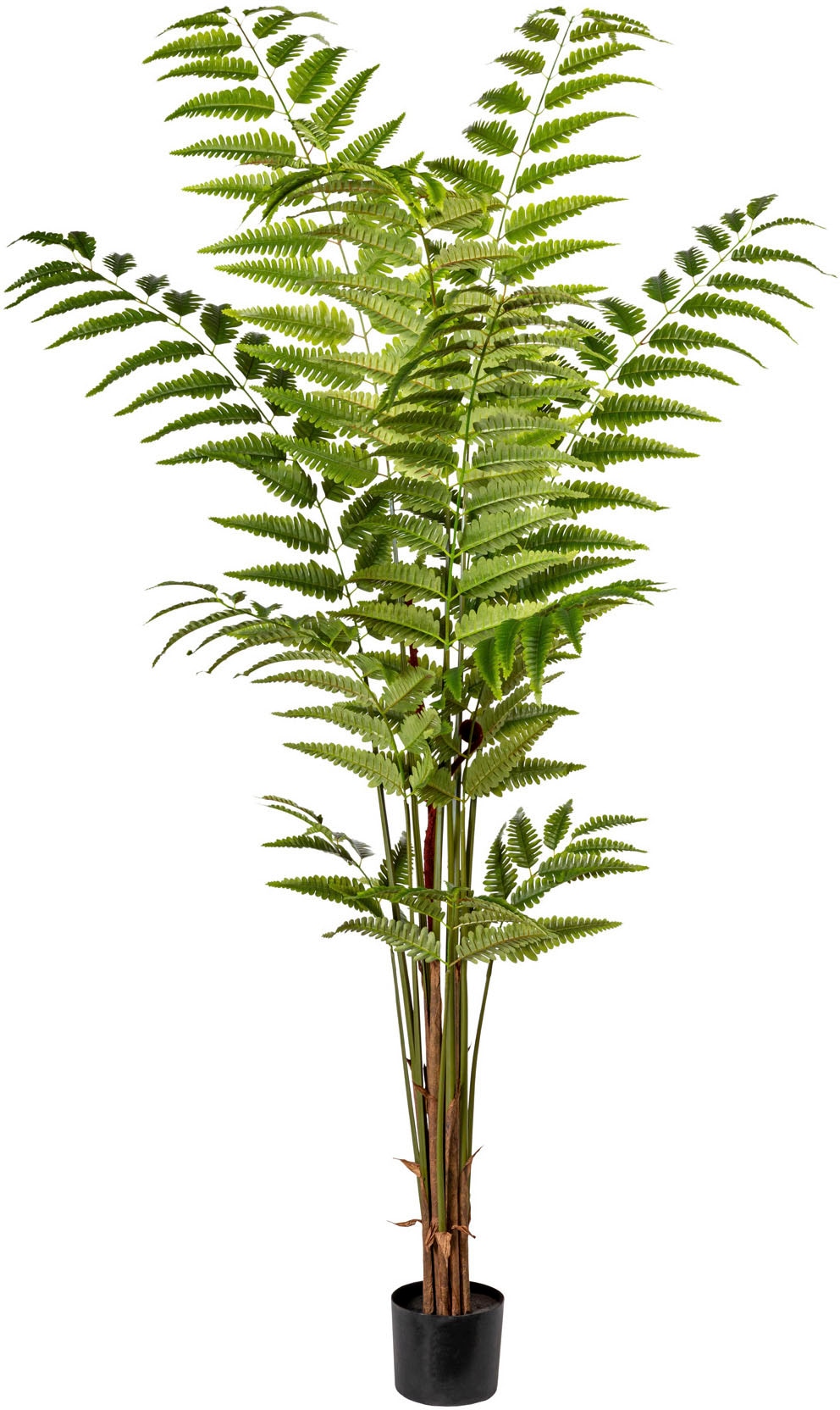 Creativ green Künstliche Zimmerpflanze »Lederfarnpflanze« im OTTO Online  Shop