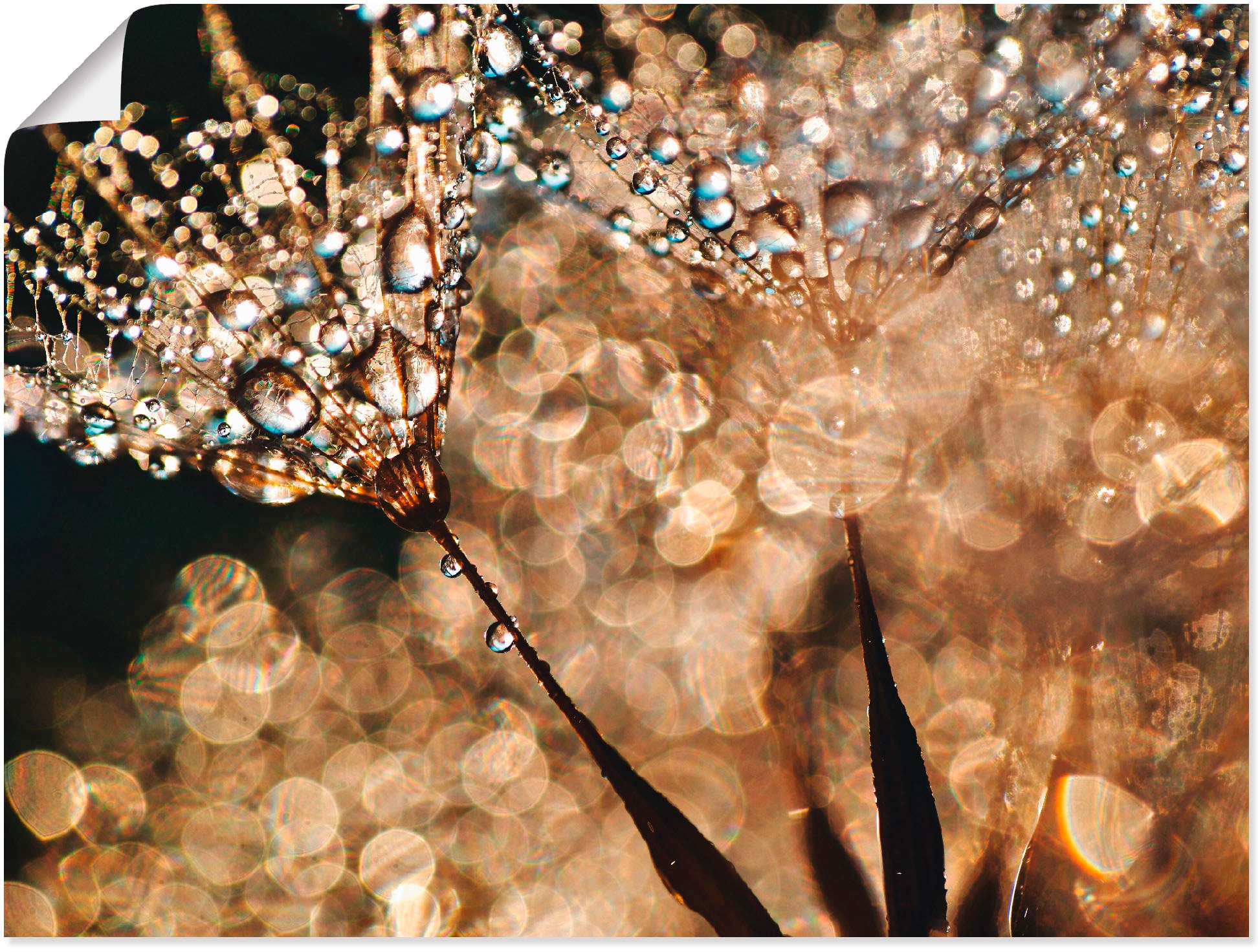 »Pusteblume St.) Goldschimmer«, bei Artland kaufen Wandbild OTTO (1 online Blumen,